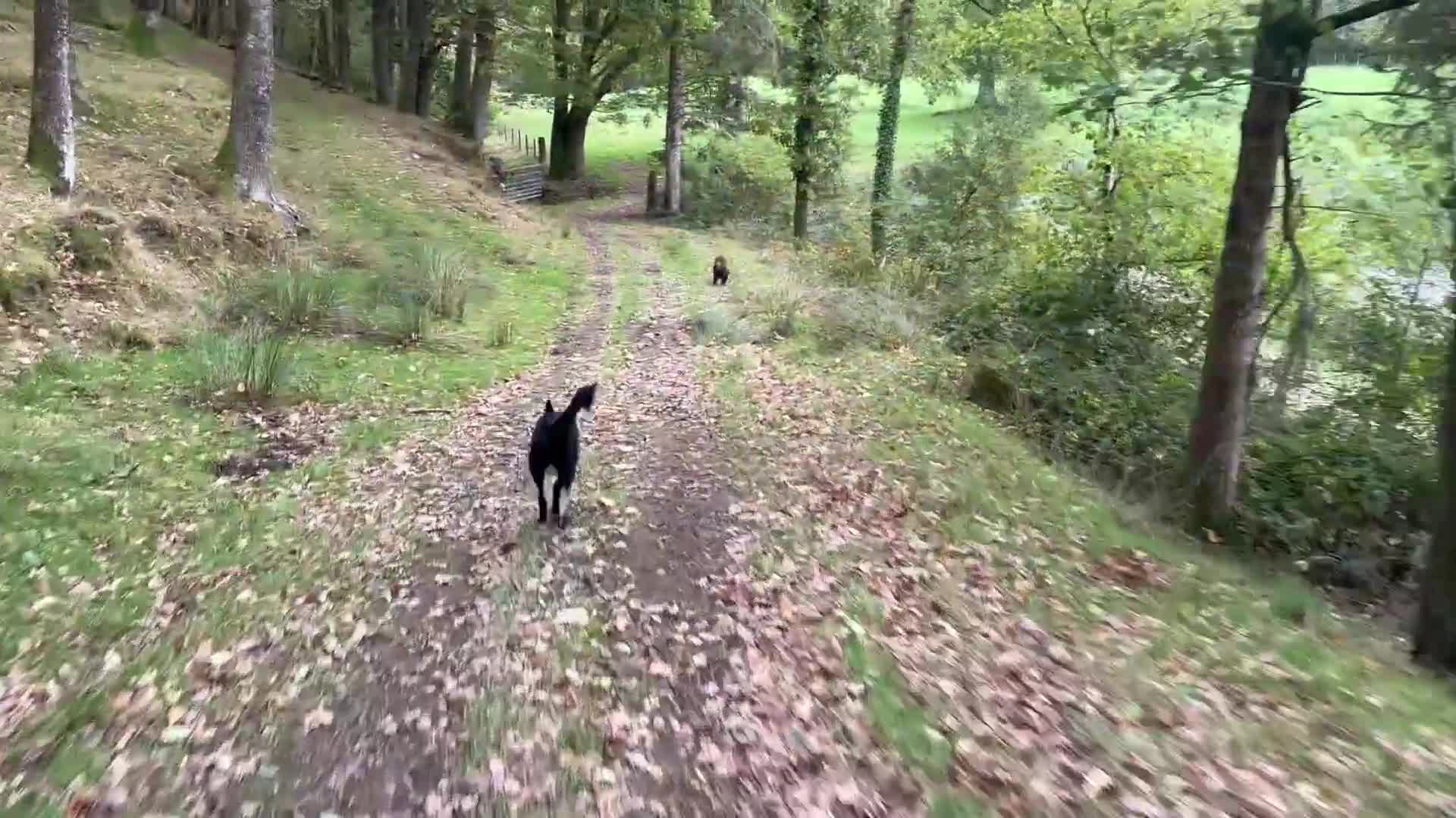 Border Collie dogs for sale: Benji - Video 1