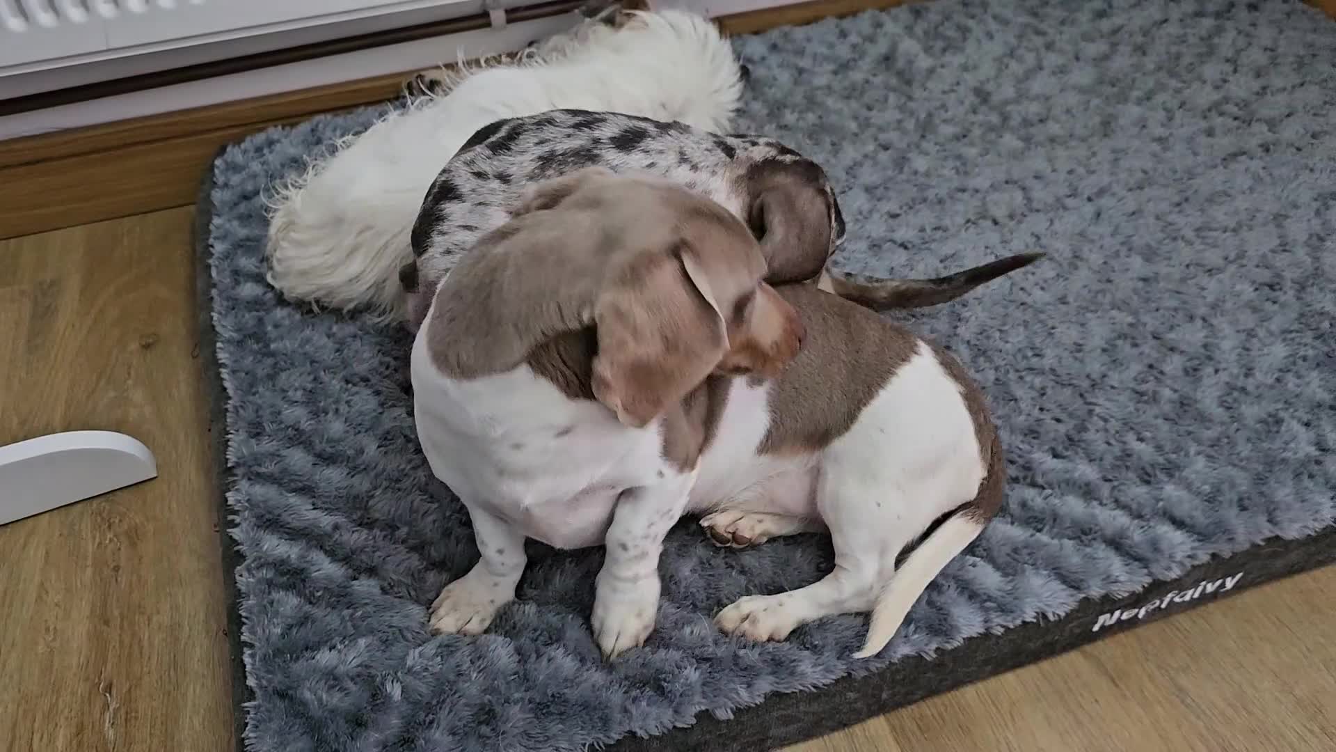 Dachshund dogs for sale: 2 Loving Miniature Dachshunds–Must Stay Together - Video 1
