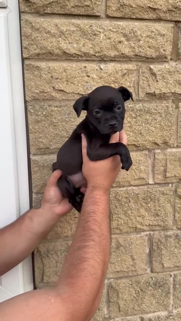 Staffordshire Bull Terrier dogs for sale: KC CHAMPION LINES STAFFORDSHIRE BULL TERRIER PUPS  - Video 1