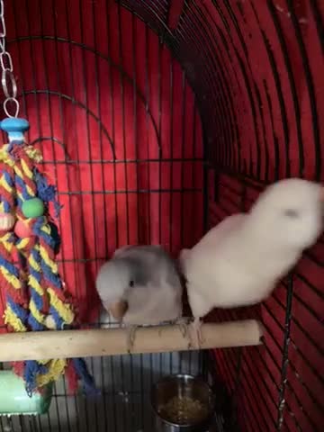 Parrots birds for sale: X2 Quaker parrots paired  - Video 1