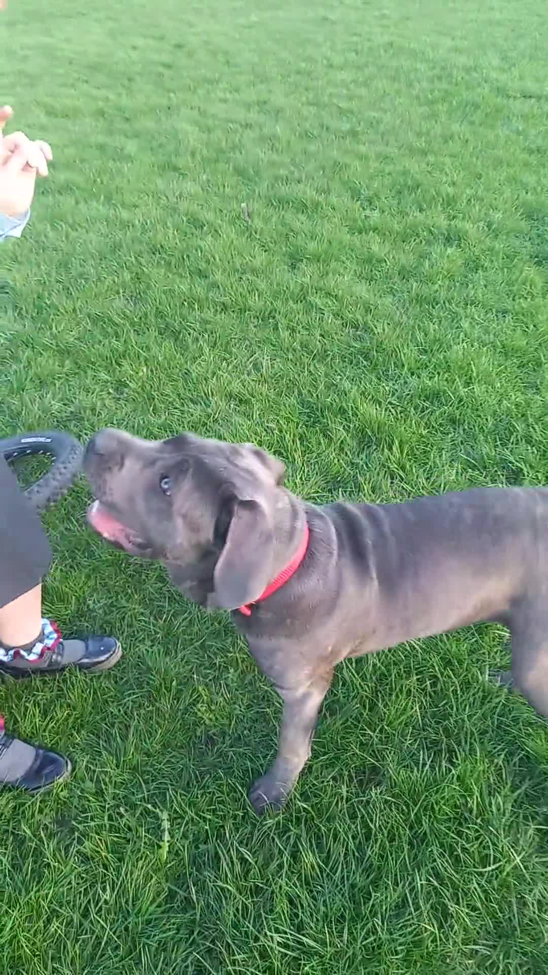 Cane Corso dogs for sale:  ONLY UK LITTER  DYRIUM LINES  3 left 🖤  - Video 2