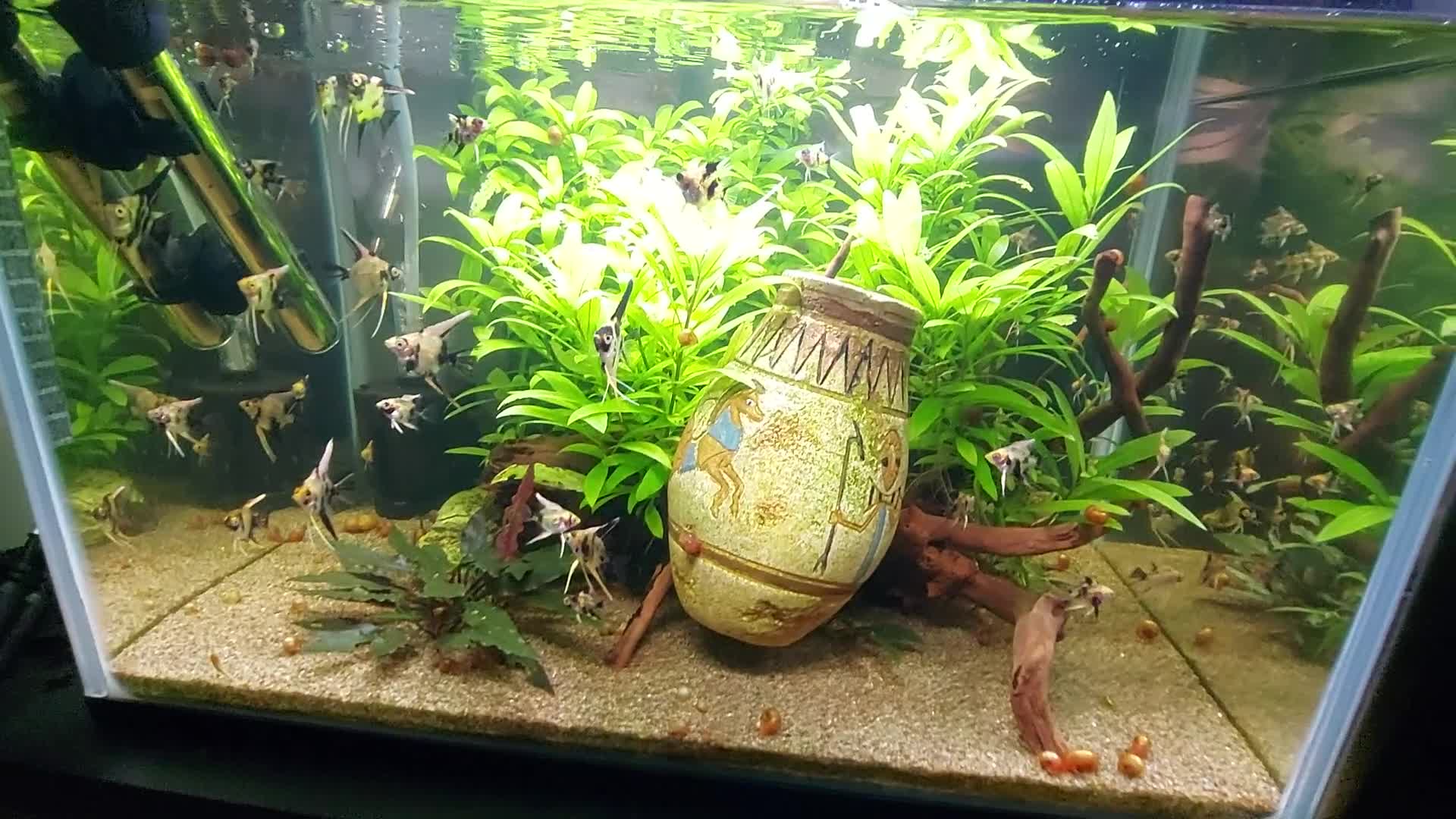 Angelfish fish for sale: Koi Angelfish - Video 1