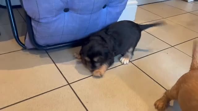 Cocker Spaniel dogs for sale: Cocker Spaniel Puppy - Male - Black/Tan Colour - Video 1