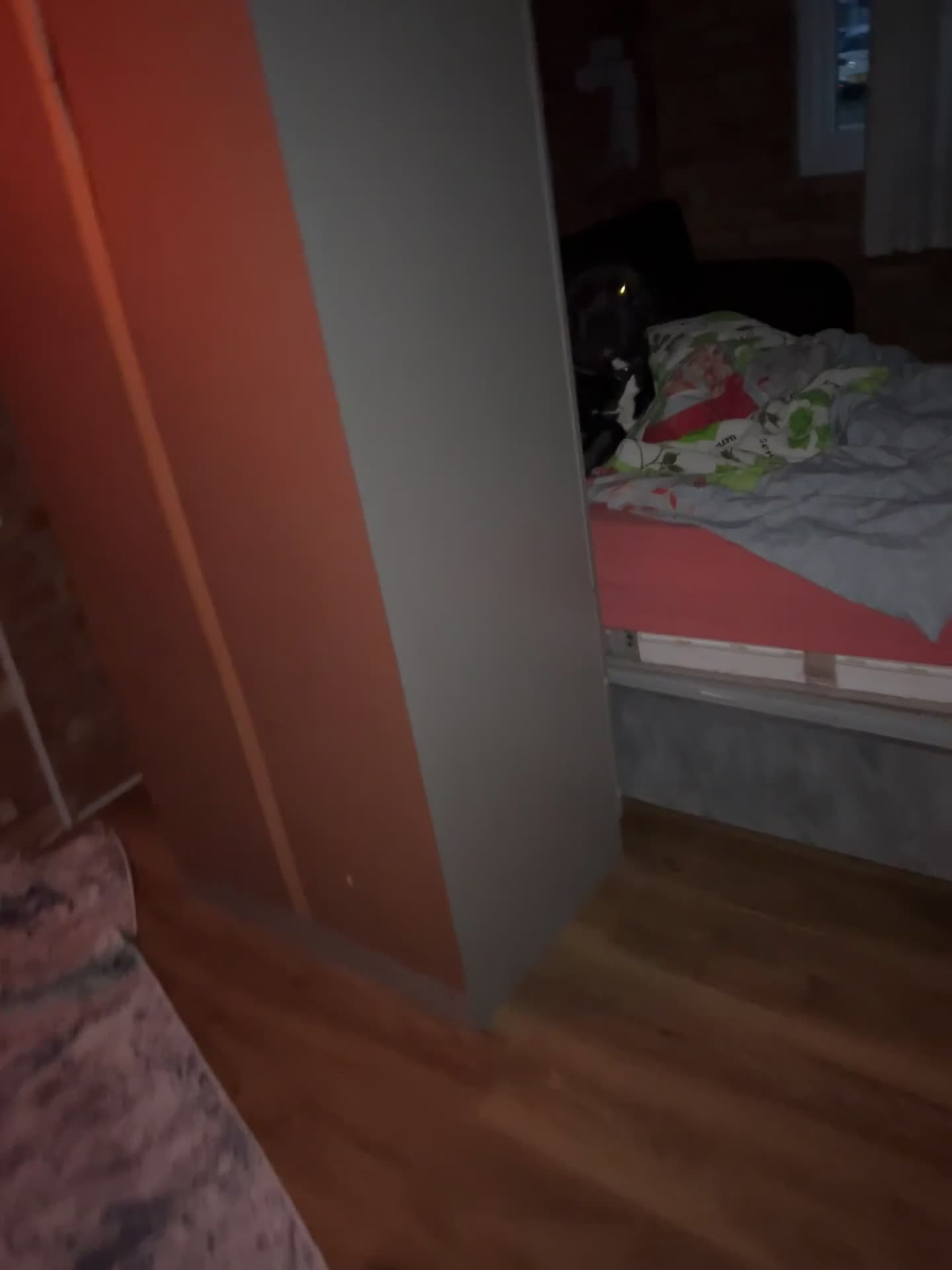 Cane Corso dogs for sale: Kane 2.5 year old Cane Corso  in Clacton-on-Sea - Video 3