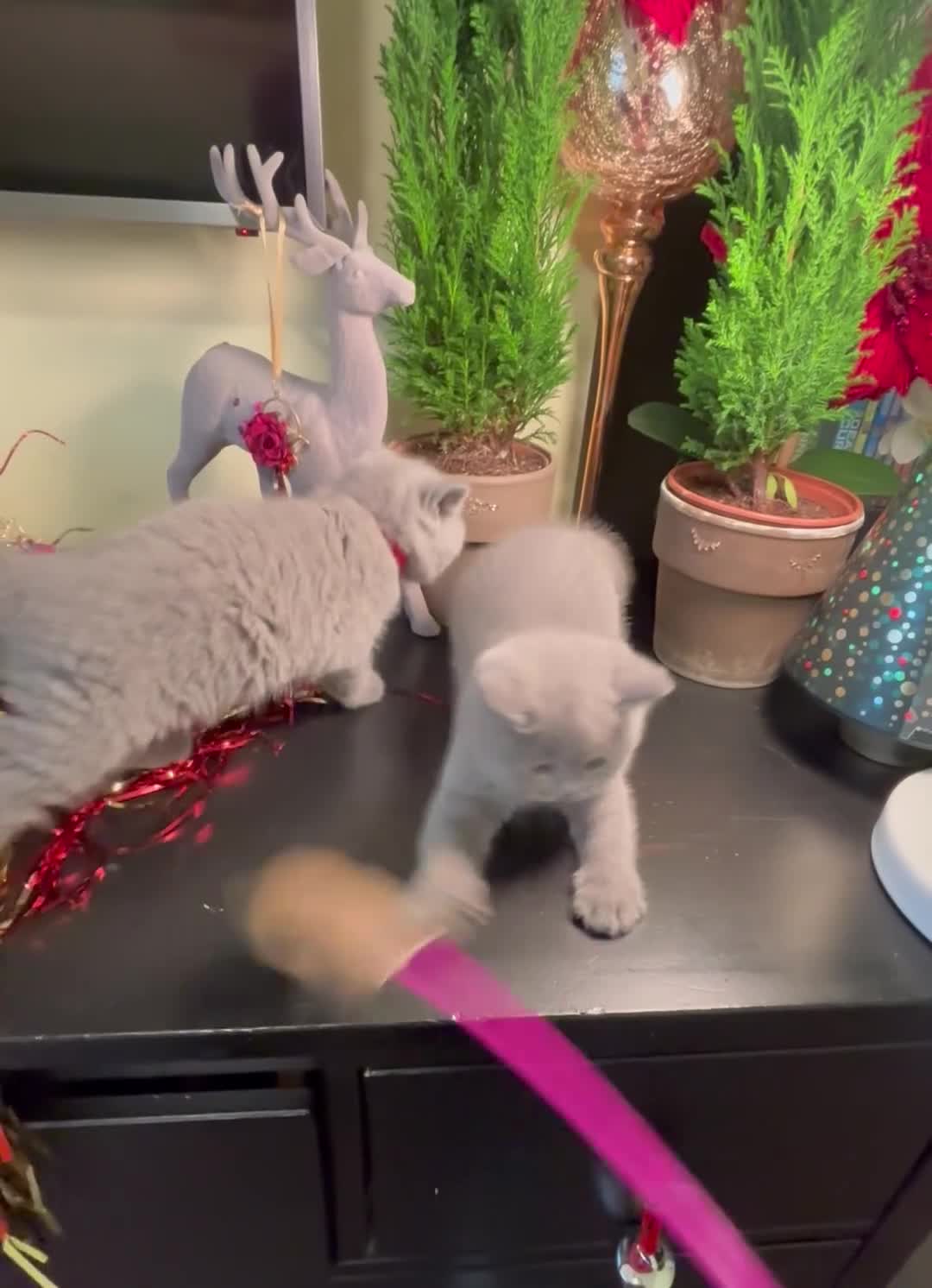 British Shorthair cats for sale: Full British shorthair kittens, London - Video 1