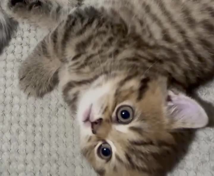 British Shorthair cats for sale: 🐾 Elite Male British Shorthair Kitten - Video 3