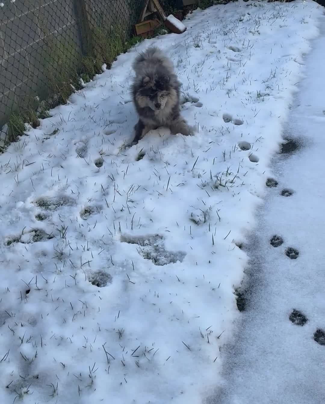 Chow Chow dogs for sale: 7 month male Chowchow - Video 1