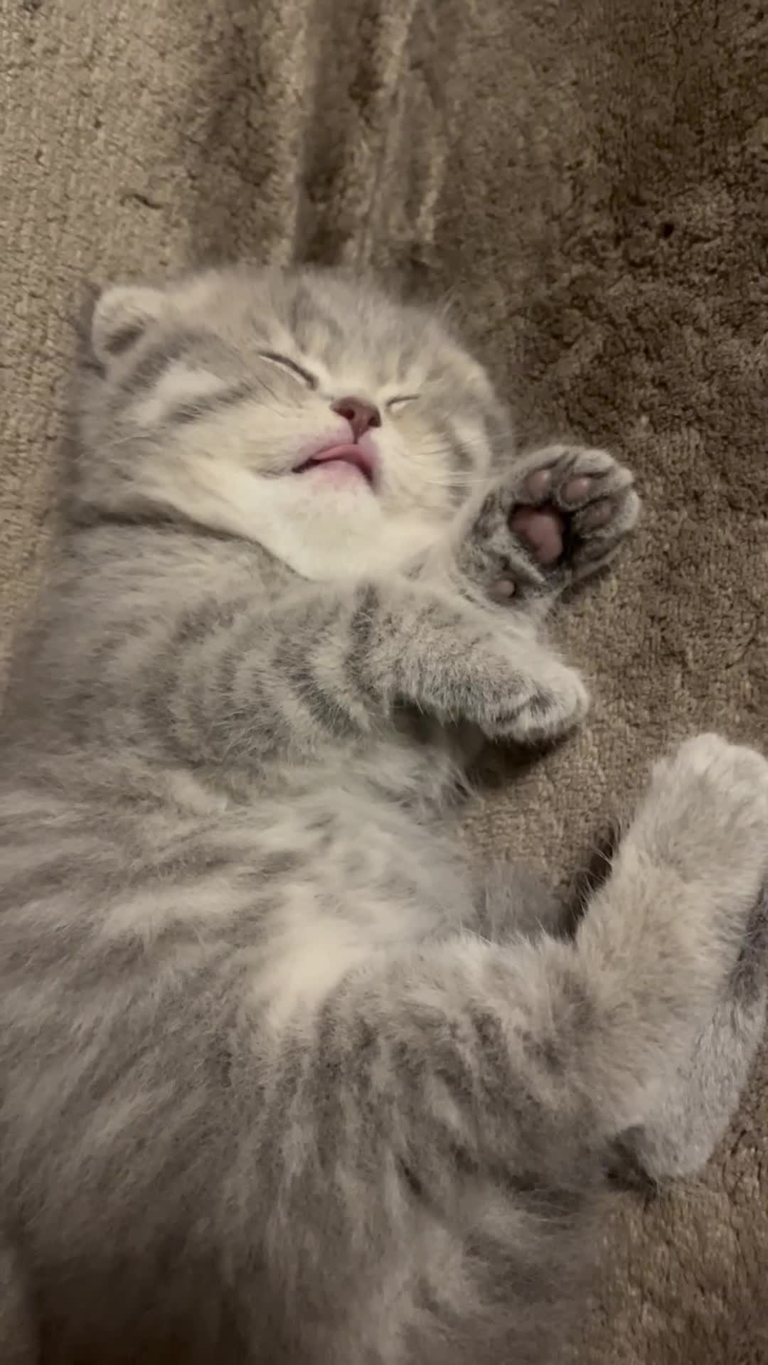 Scottish Fold cats for sale: Scottish Fold male kitten  - Video 1