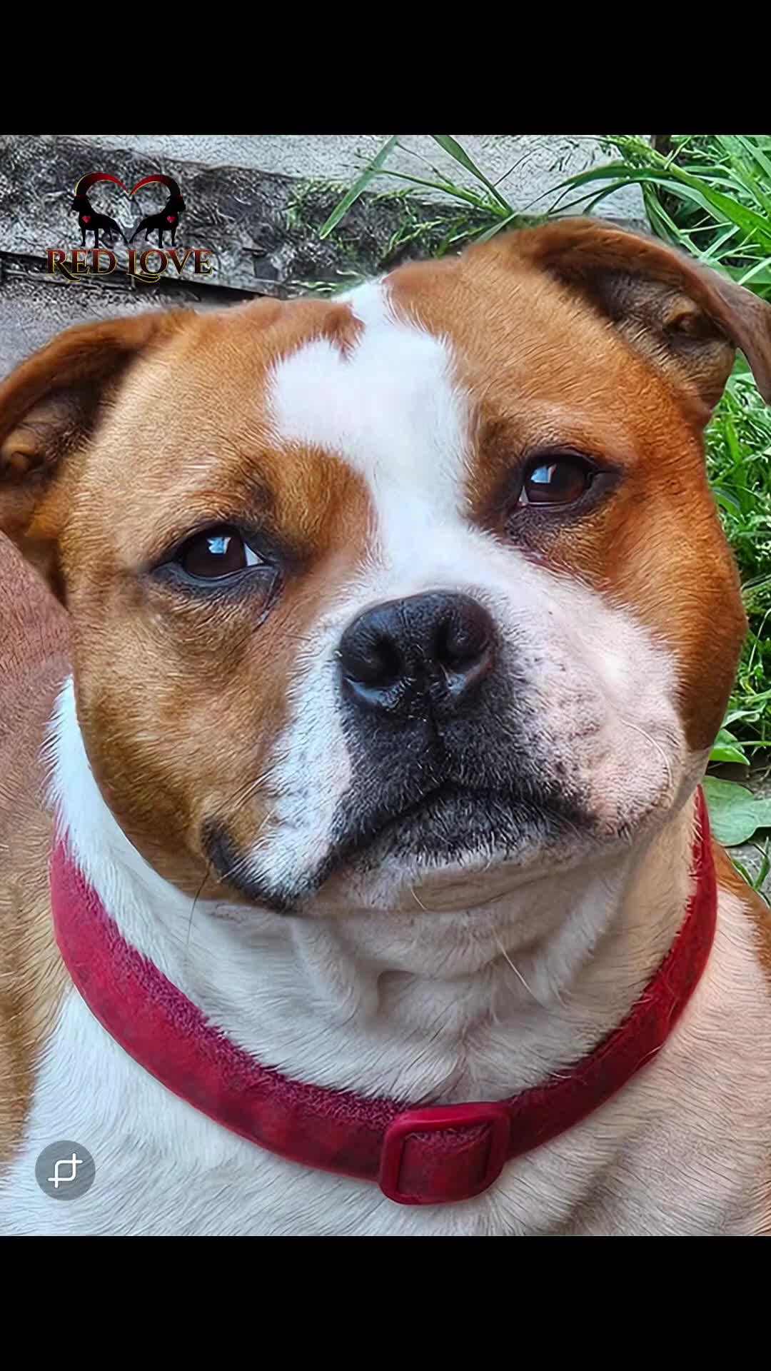 Staffordshire Bull Terrier dogs for sale: 🥨THE BEST OF BOTH WORLDS🥨 - Video 4