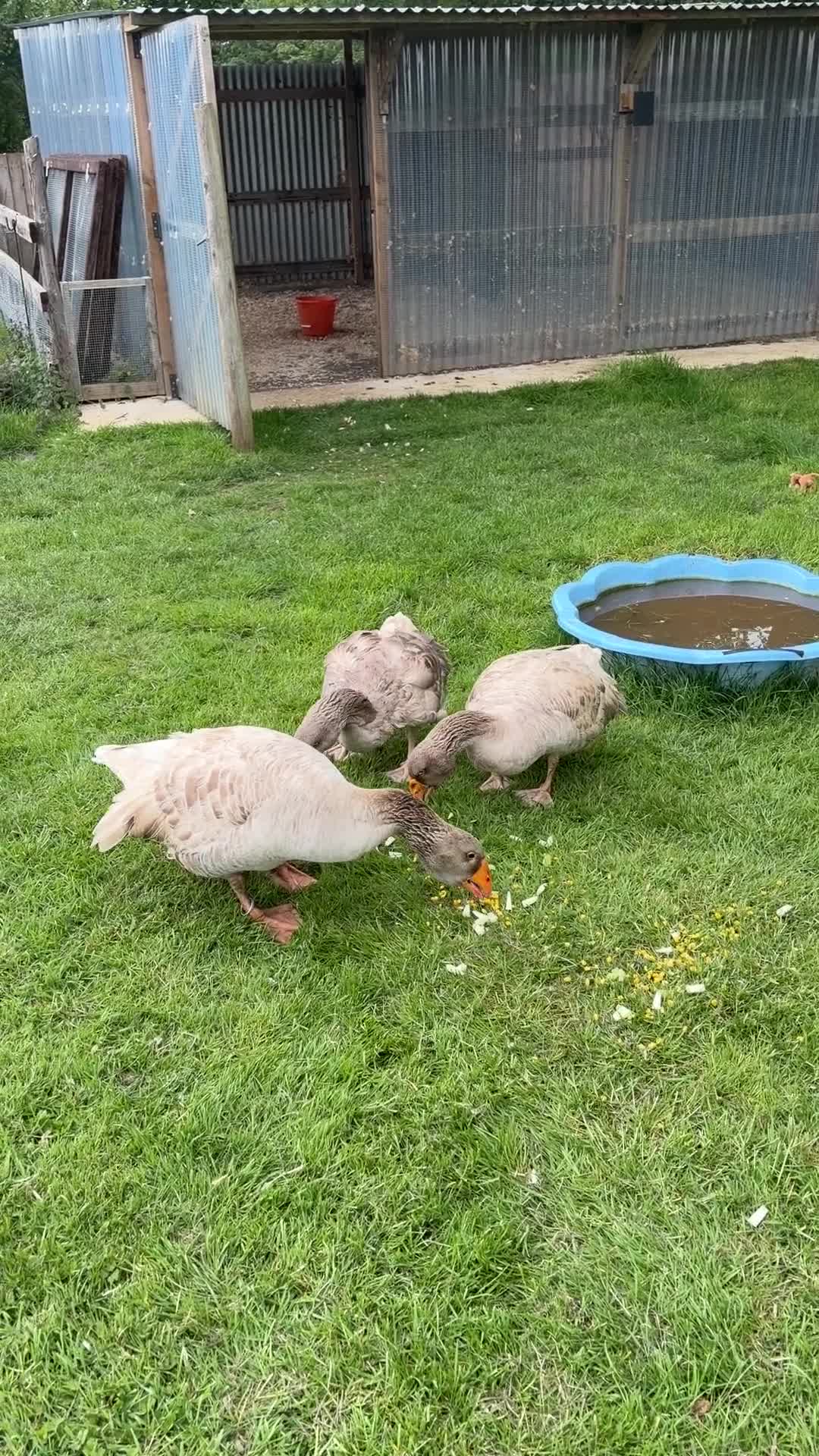 Geese poultry for sale: Russian Tula geese (trio) in Devizes - Video 1