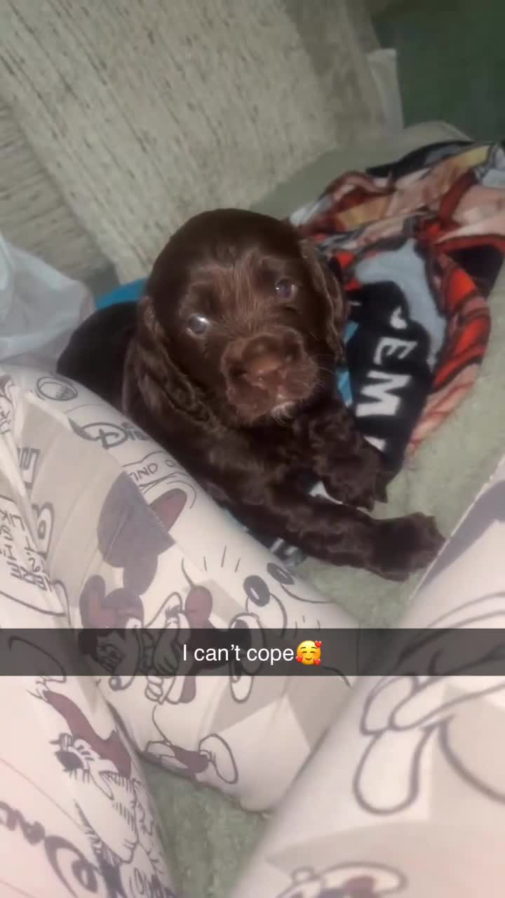 Sprocker dogs for sale: ONE BLACK BOY LEFT❤️‍🩹 - Video 1