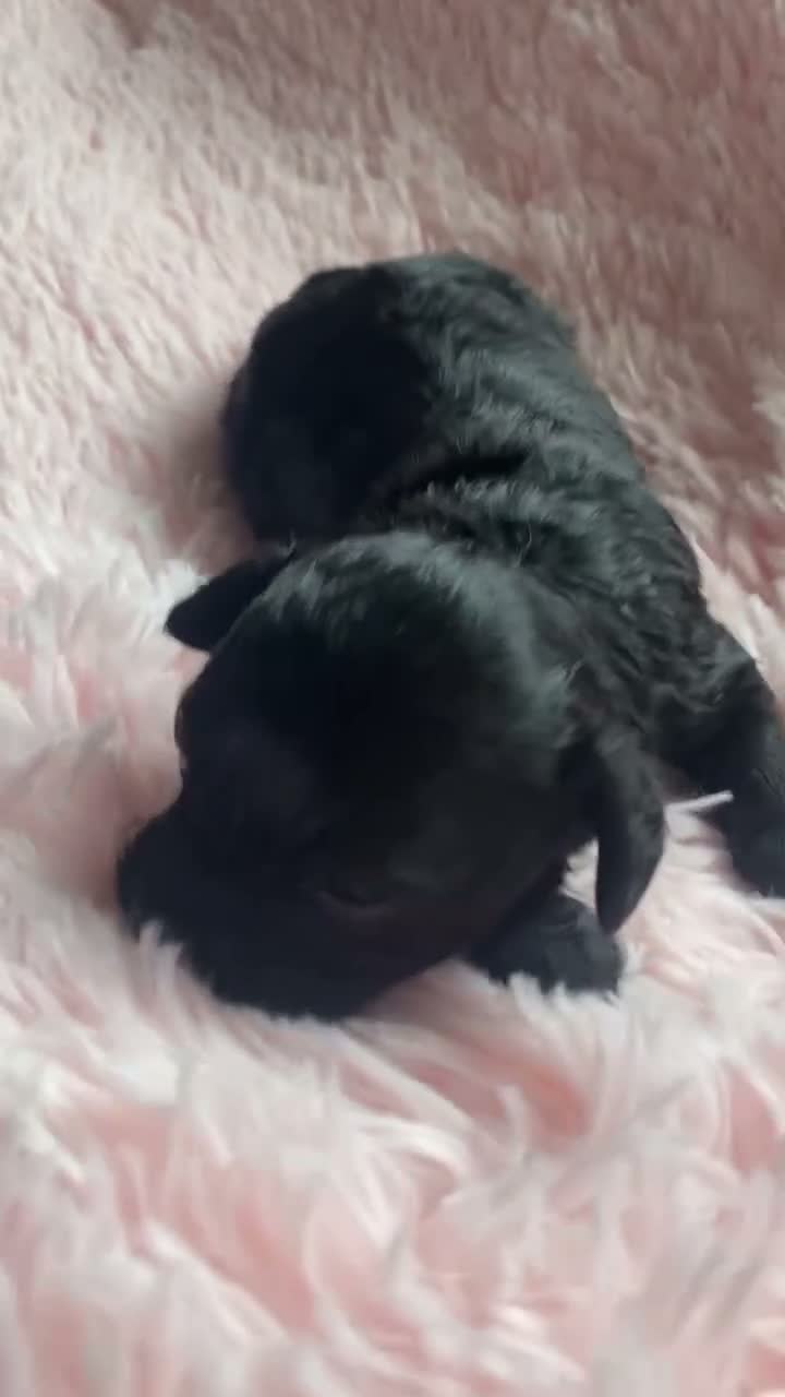 Cavapoo dogs for sale: F1 cavapoo  - Video 1
