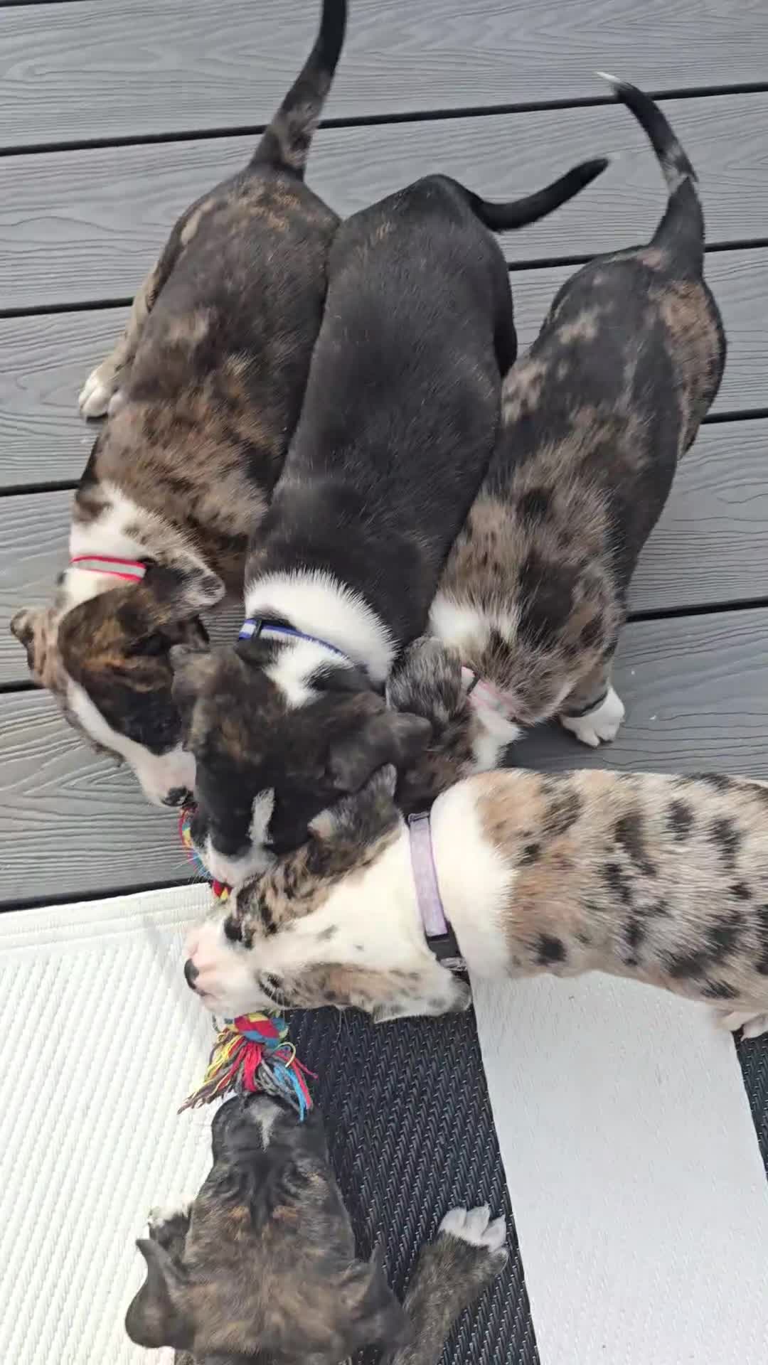 Mixed Breed dogs for sale: Border collie cross pups  - Video 1