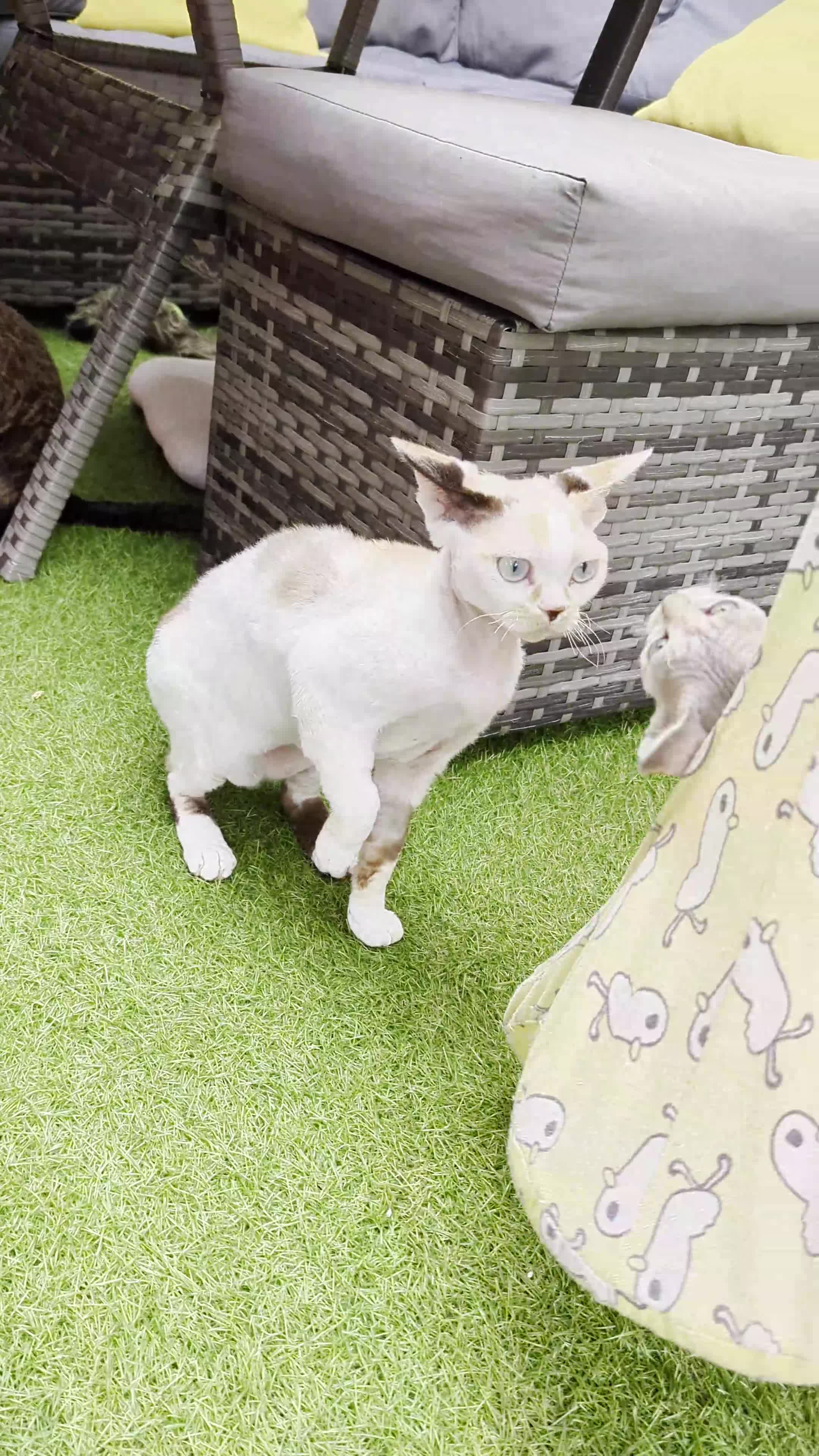 Devon Rex cats for sale: ✨Stunning Devon Rex girl- available now - Video 1
