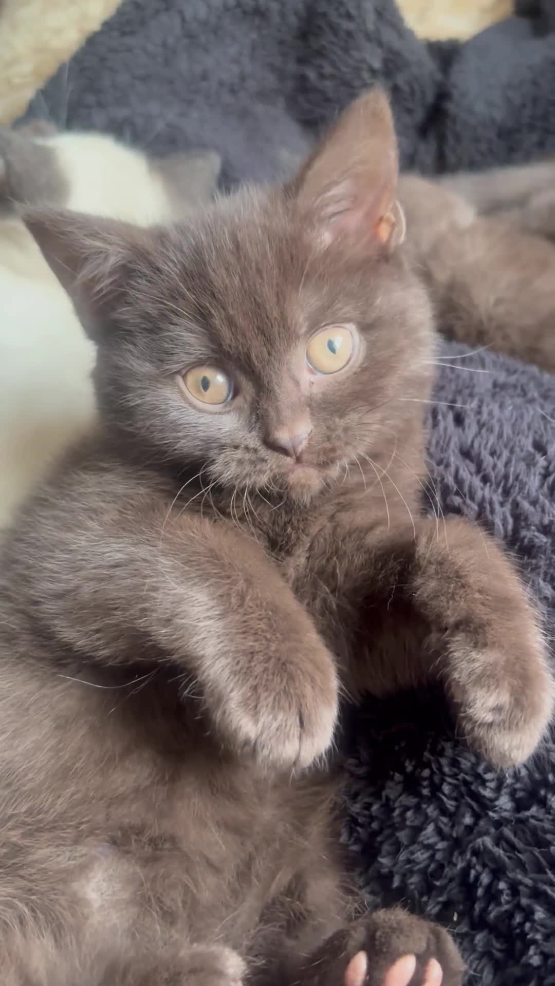 British Shorthair cats for sale: GCCF Registered 5 Generation British Shorthair - Video 1