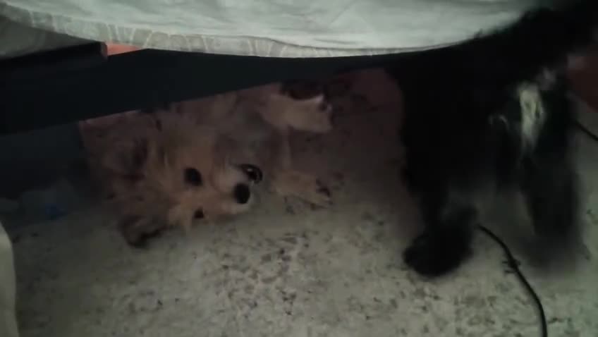 Miniature Dachshund dogs for adoption: Digby Dachshund Maltese Cross, aged 2 - Video 3