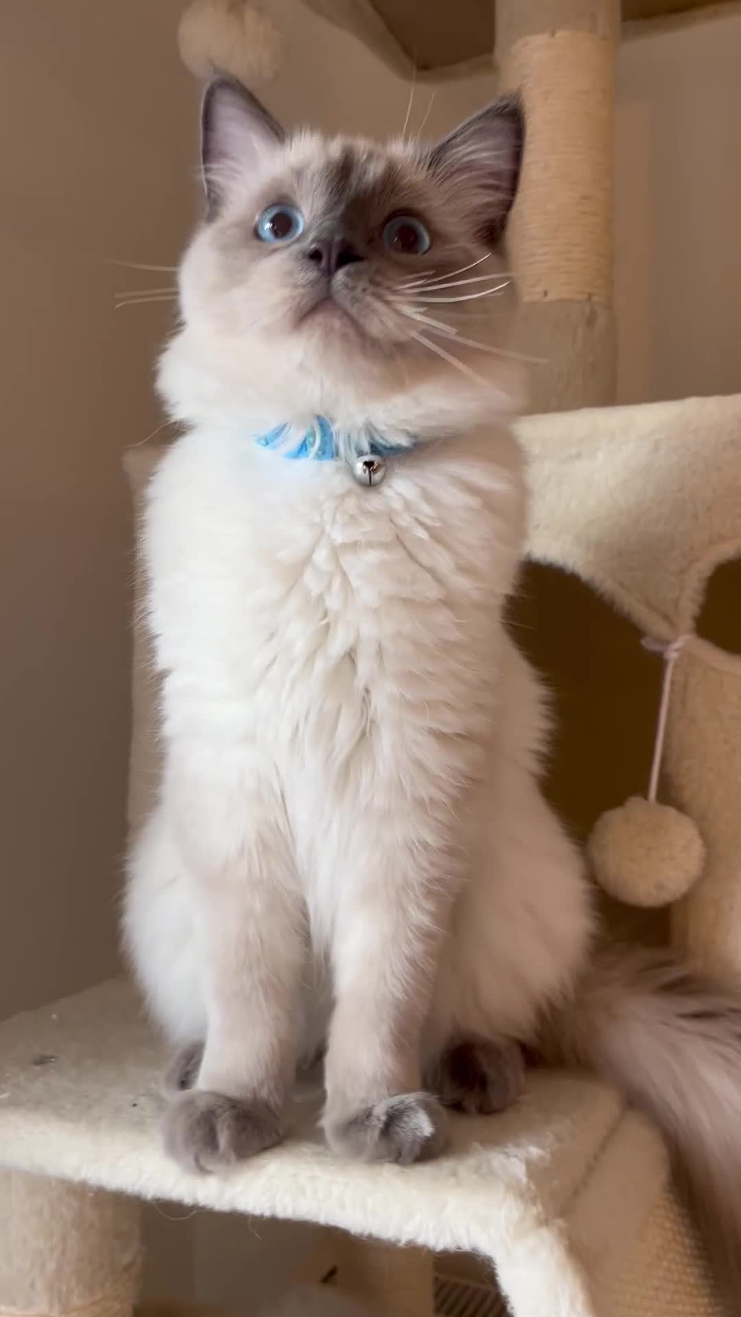 Ragdoll cats for sale: Pure blue point boy Ragdoll 7months sale london - Video 1