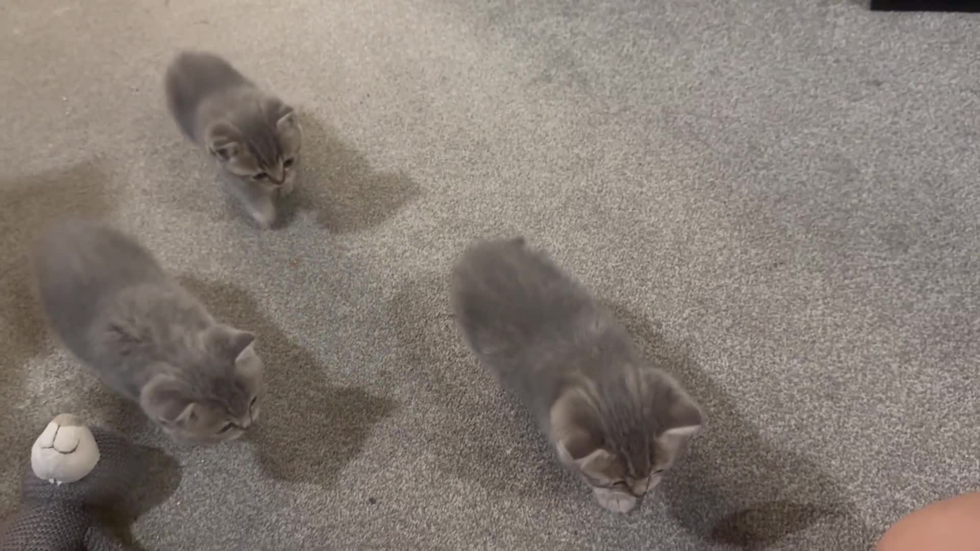 Scottish Fold cats for sale: Beautiful Scottish straight cross British shorts😍 - Video 1