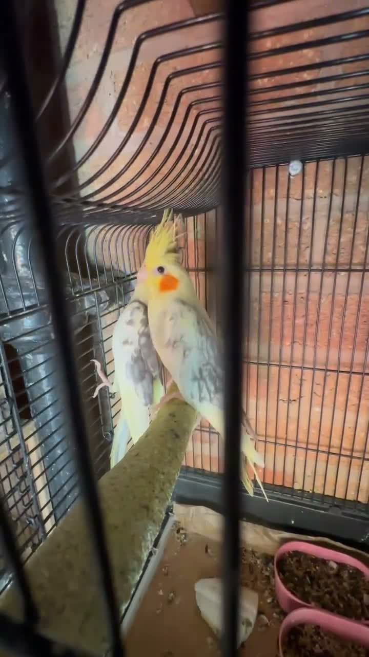 Cockatiels birds for sale: 2 pair cockatiels for sale £200 a pair  - Video 2