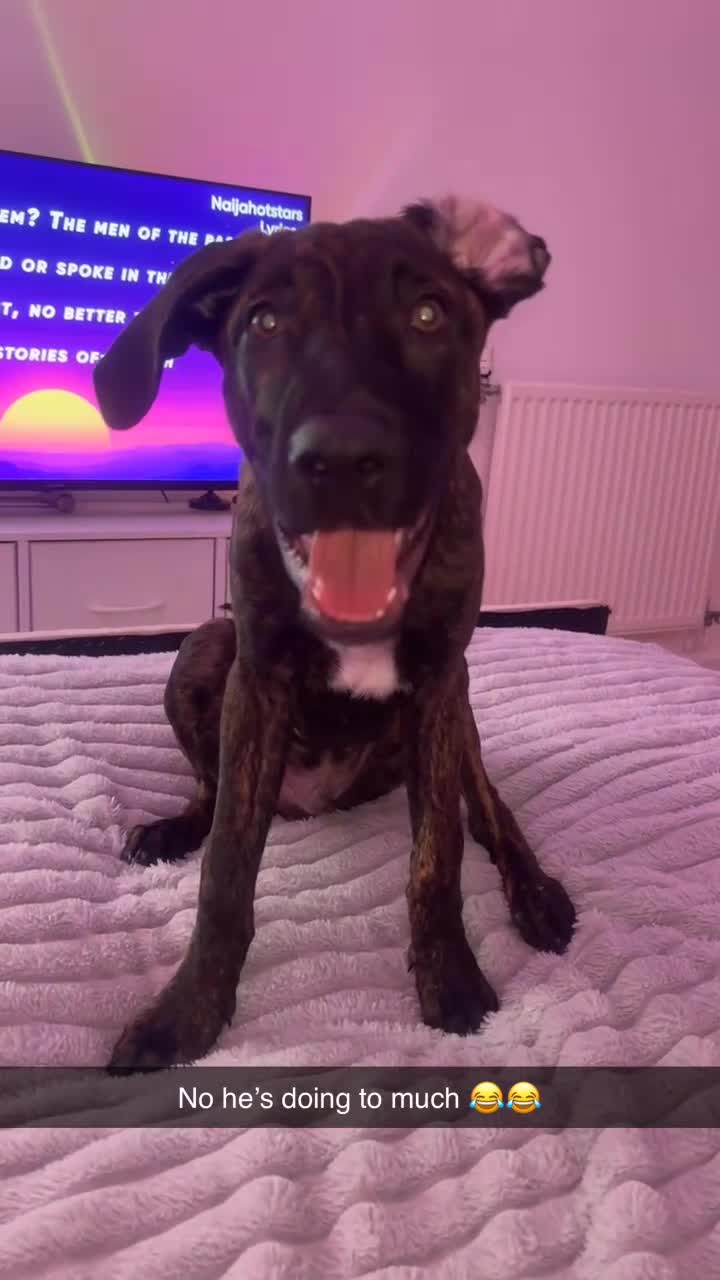 Mixed Breed dogs for sale: Male puppy ready for rehoming  - Video 2