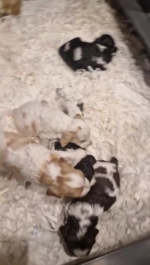Cockapoo dogs for sale: Gorgeous Cockapoo puppies - Video 4