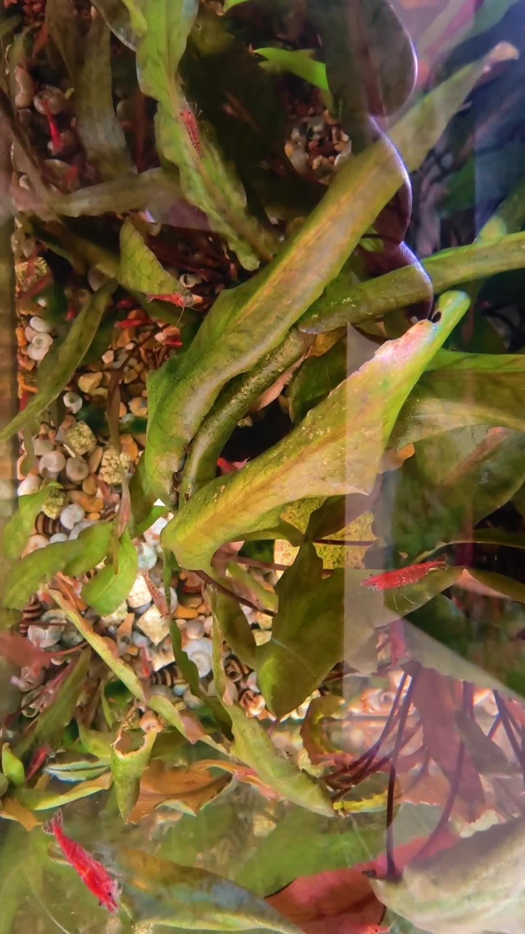 Shrimps fish for sale: Red Shrimps 1 pound each collection only  - Video 3
