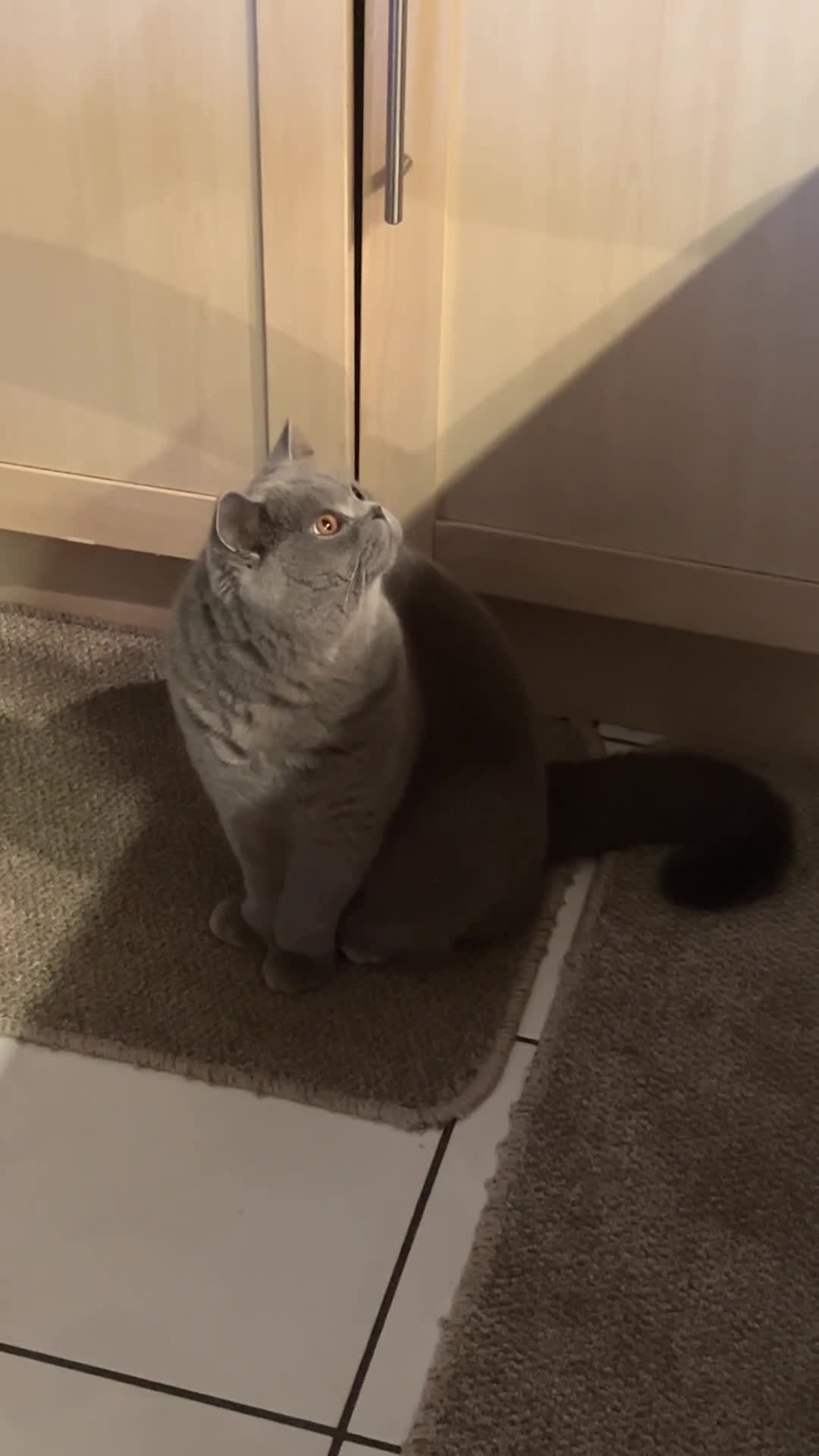 British Shorthair cats for sale: Beautiful BSH looking for a loving home  - Video 1