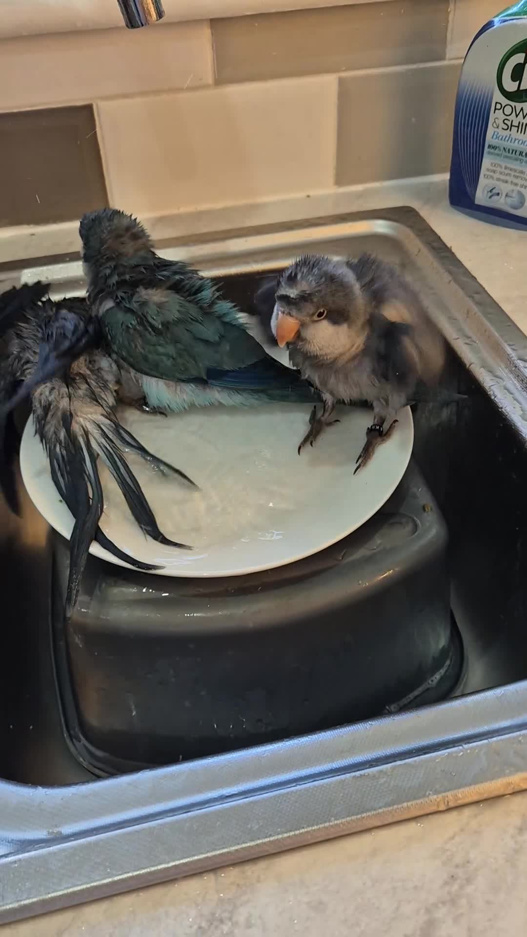 Parrots birds for sale: Handreared baby Quaker parrots Dna tested - Video 1