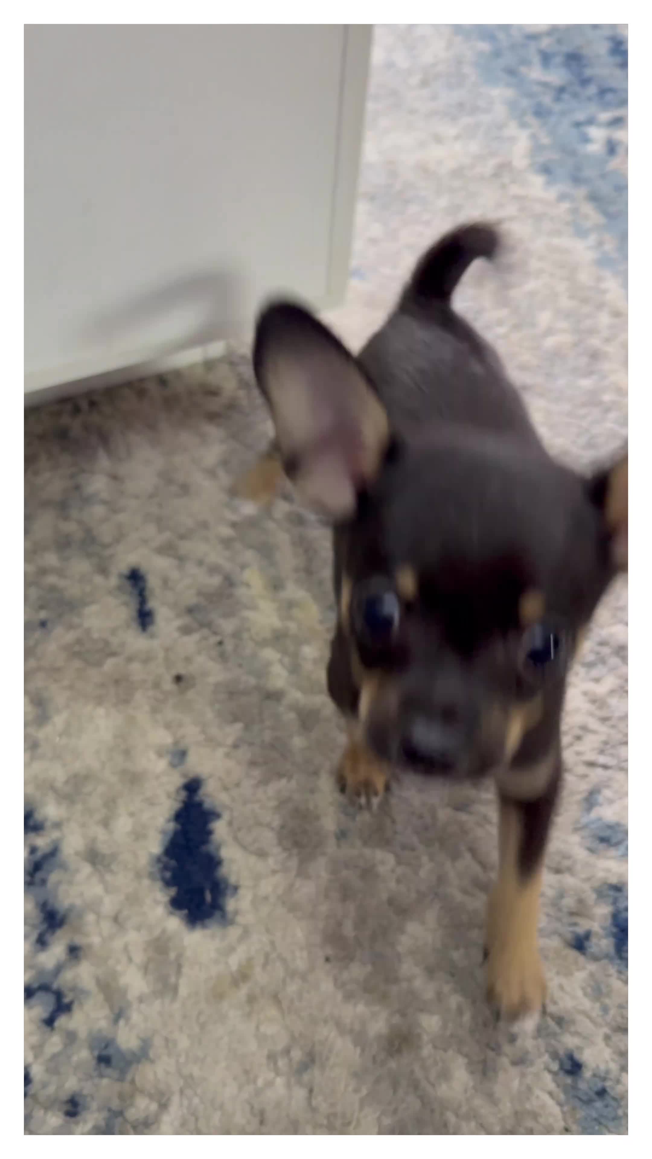 Mixed Breed dogs for sale: 3 GORGEOUS Puppies need their FOREVER HOMES 💙💙❤️ - Video 1