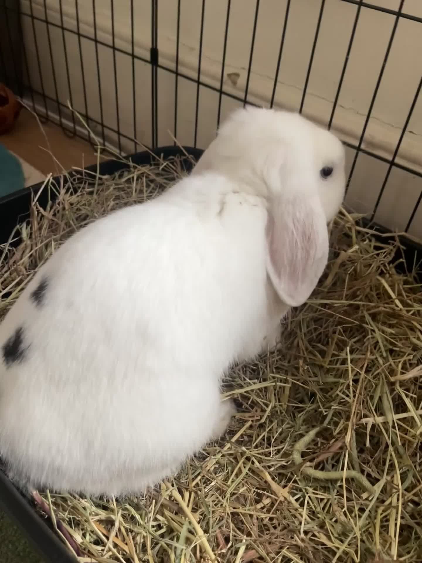 Mixed Breed rabbits for sale: Milky – Loving Free-Roam Lop Rabbit Seeking Home in Feltham - Video 1
