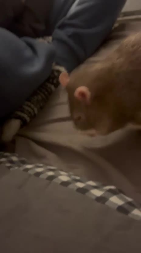 Rat rodents for sale: 4 males rats for sale  - Video 2