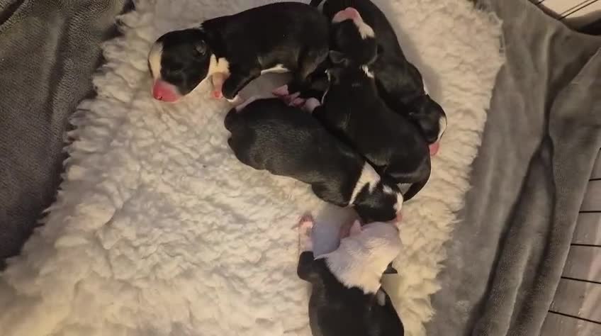 Border Collie dogs for sale: Pure border collie puppies  - Video 1