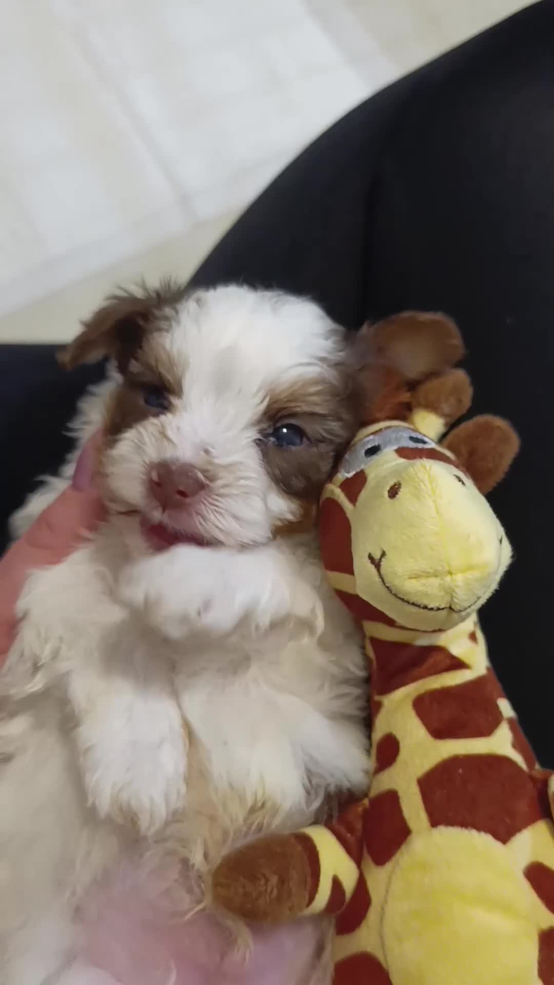 Yorkshire Terrier dogs for sale: Yorkshire terrier-Biro- Biewer-White Ocean Pearl🐶 - Video 3