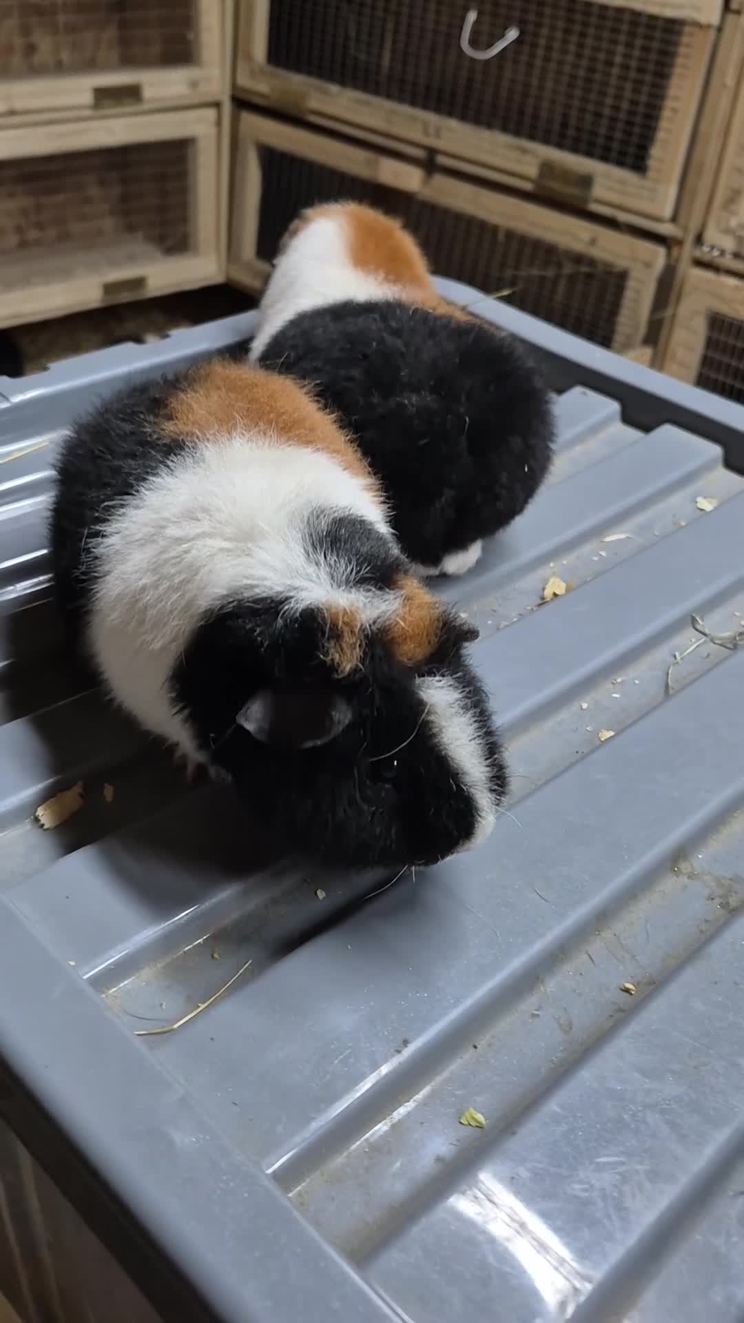 Guinea Pig rodents for sale: Teddy boys  - Video 5