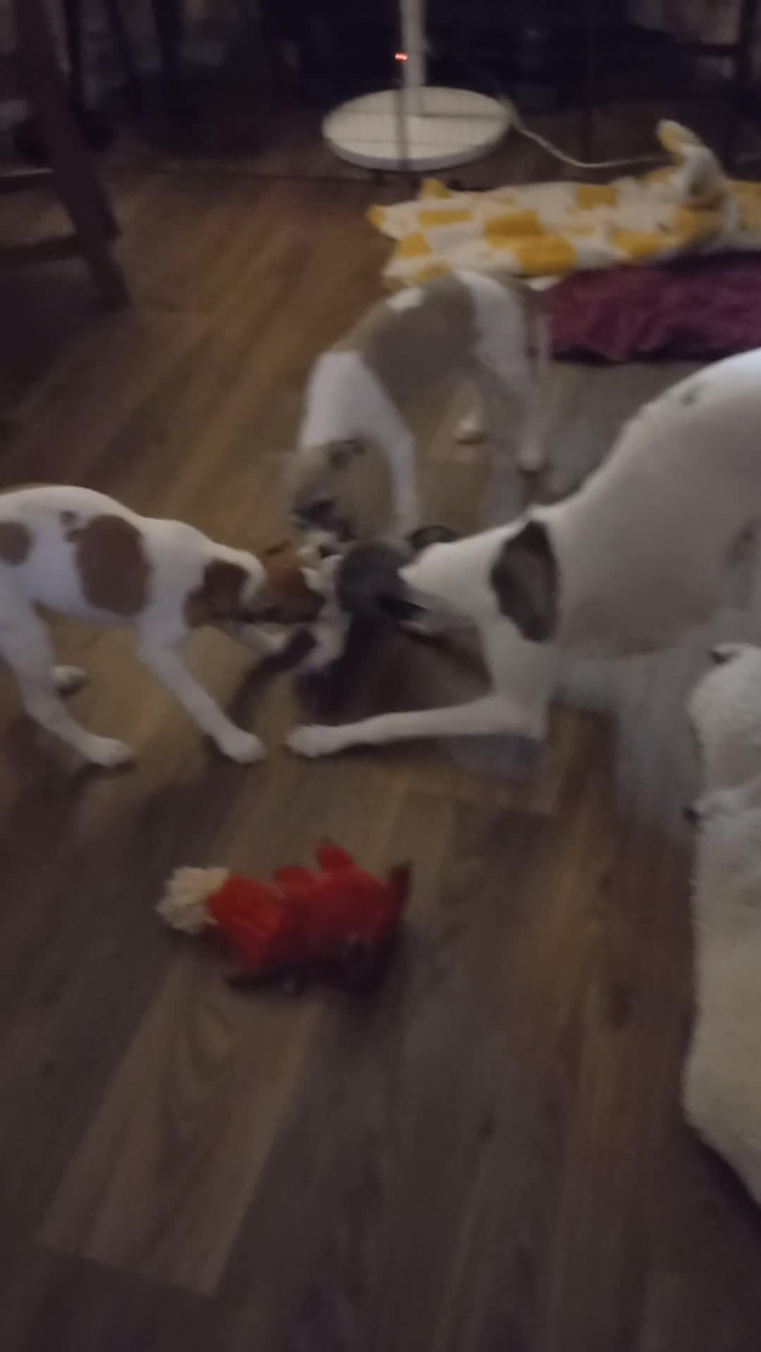 Whippet dogs for sale: 4 beautiful KC whippet puppies! - Video 2