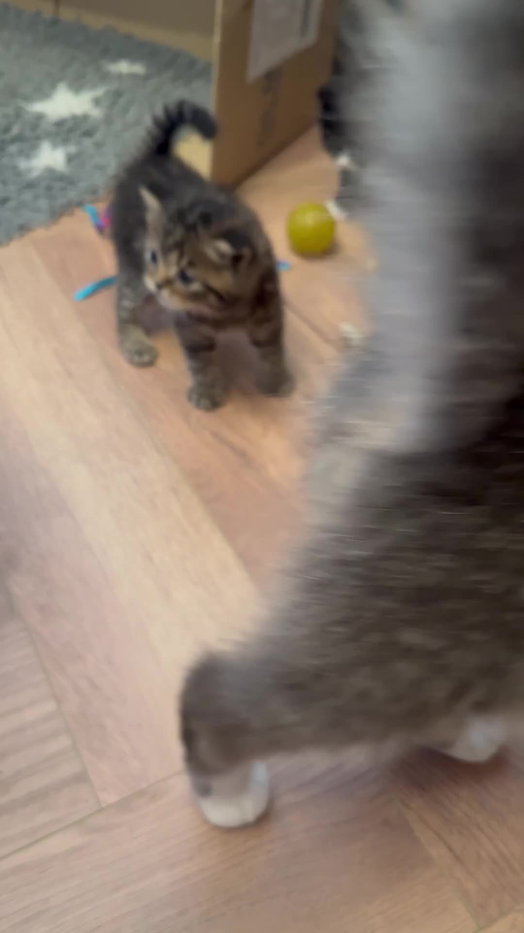 Exotic cats for sale: Stunning exotic cross kittens  - Video 1