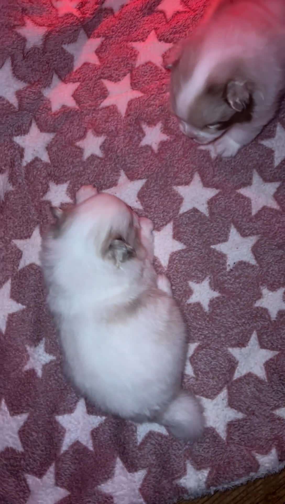 Pomeranian dogs for sale: beautiful blue eyed Pomeranians cream boys  - Video 5