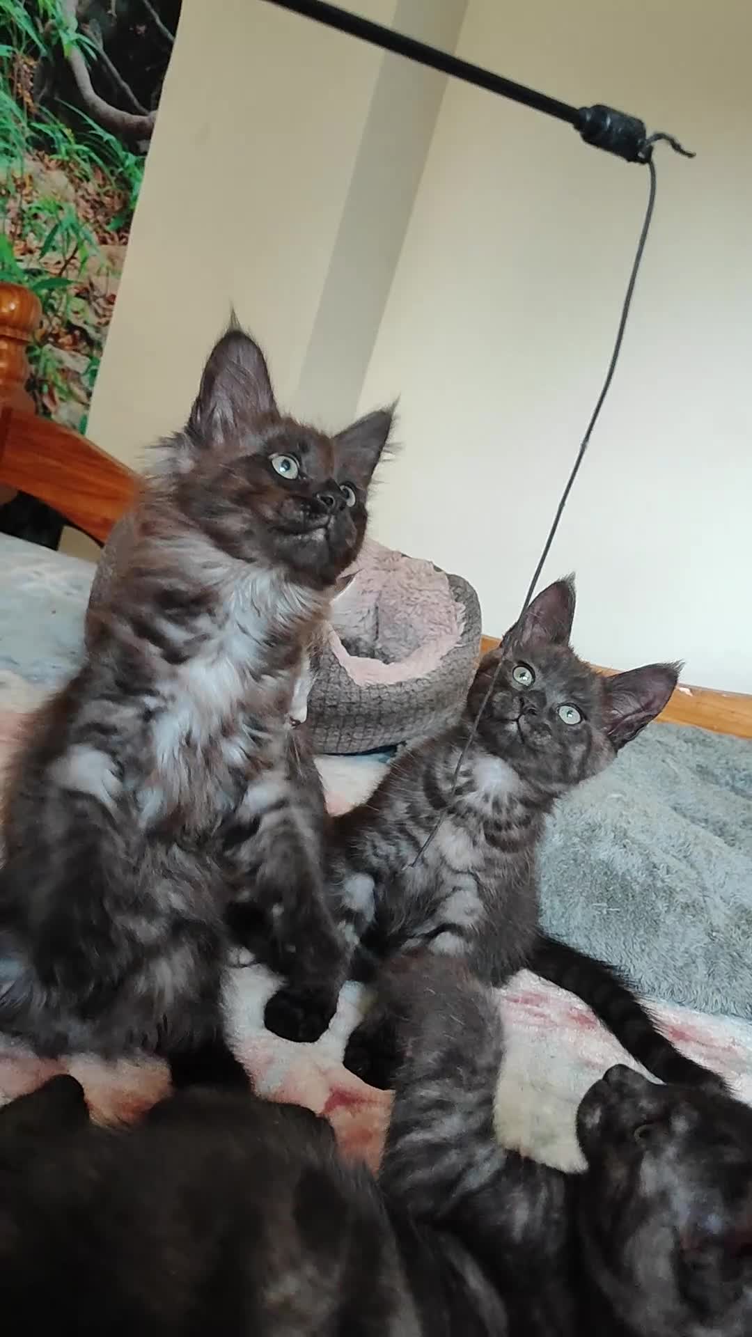 Maine Coon cats for sale: Beautiful Maincoon cross kittens  - Video 1