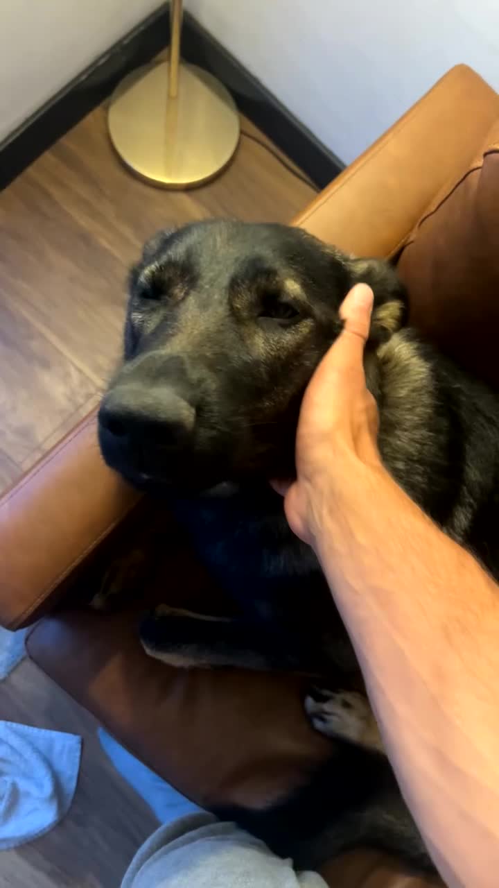 German Shepherd dogs for sale: Sam - German Shepherd GSD - Video 2