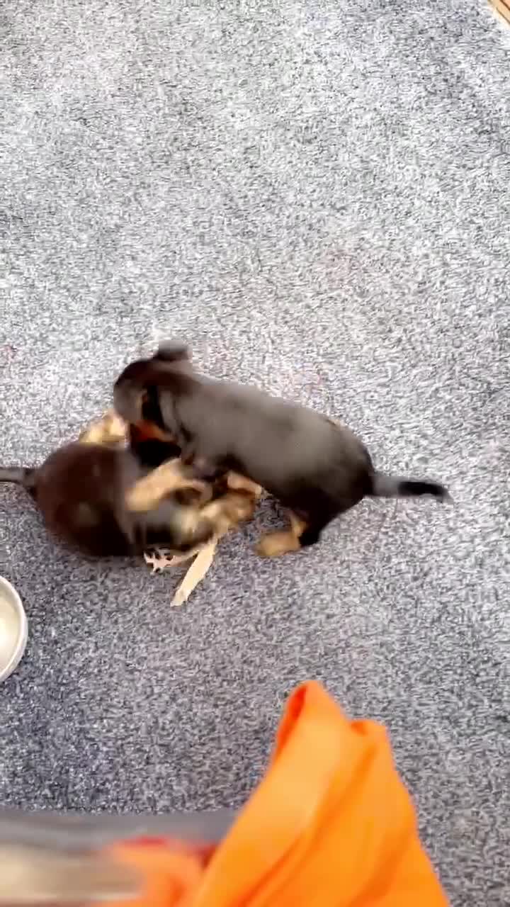 Yorkshire Terrier dogs for sale: Miniature Yorkshire terrier - Video 2