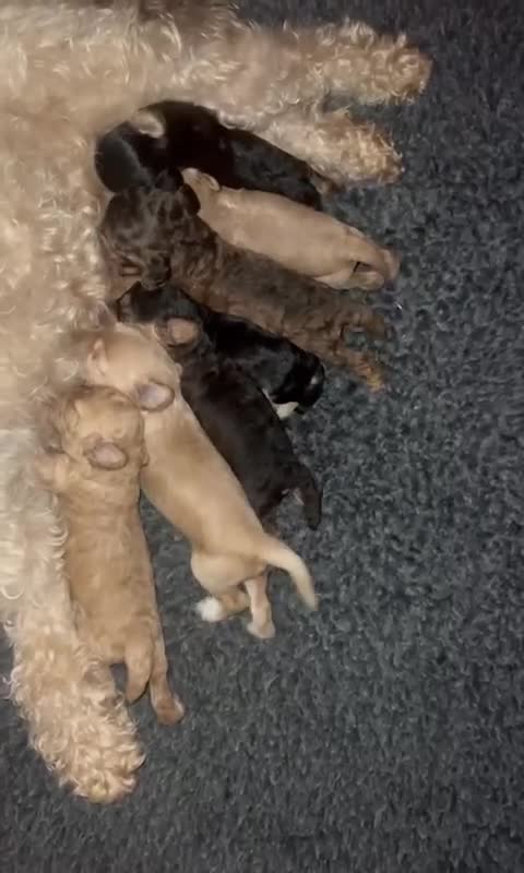 Cockapoo dogs for sale: 4⭐️Licensed Breeder Cockapoo Puppies - Video 3