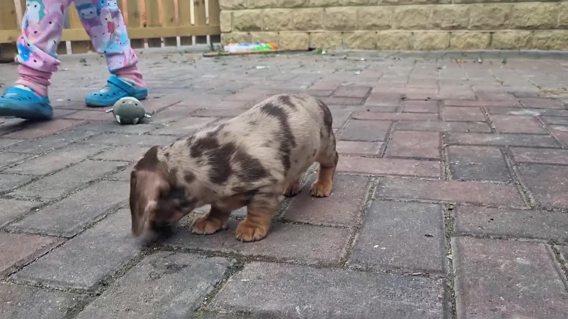 Miniature Dachshund dogs for sale: Kc registered  super mini  dachshunds  - Video 2