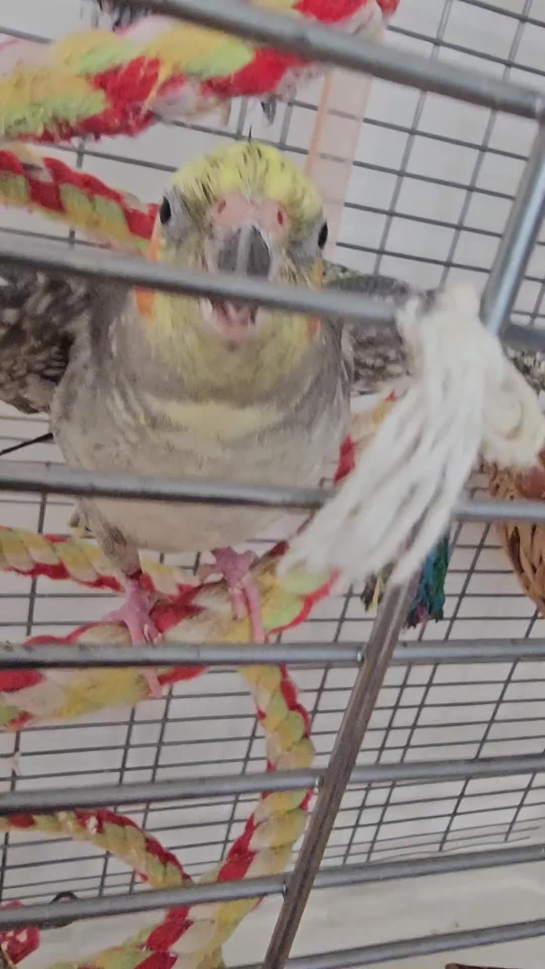 Cockatiels birds for sale: Hand tamed young Cockatiel  - Video 1