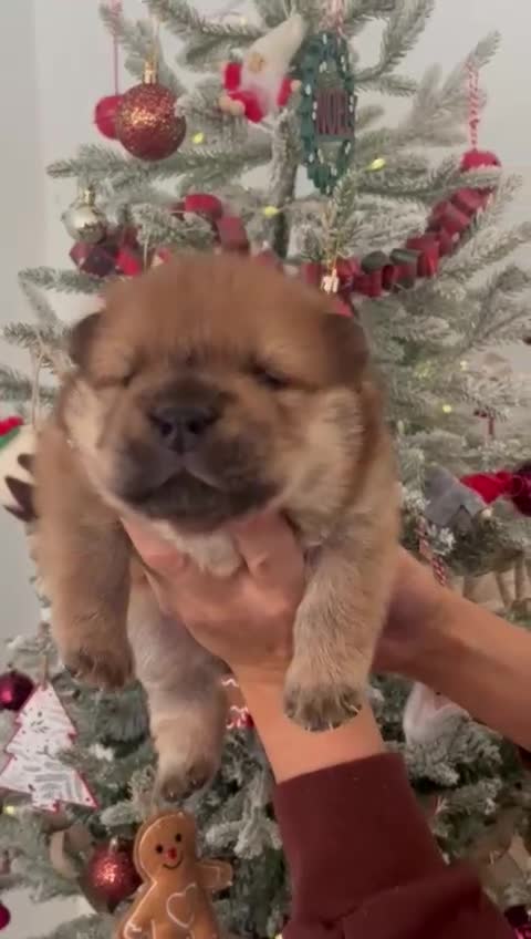 Chow Chow dogs for sale: Chow chow puppies ready to go 20th jan - Video 4
