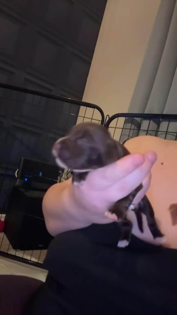 Cocker Spaniel dogs for sale: Cocker spaniel puppies - Video 2