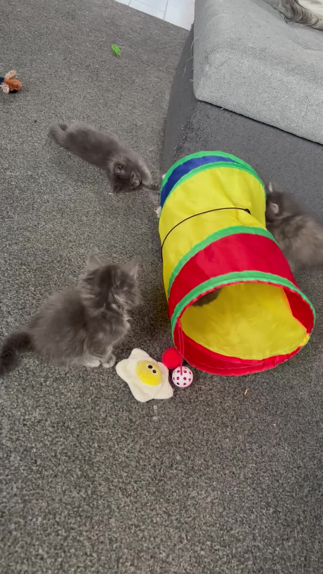 Maine Coon cats for sale: 🐾 TICA Registered Maine Coon Kittens 🐾 - Video 2