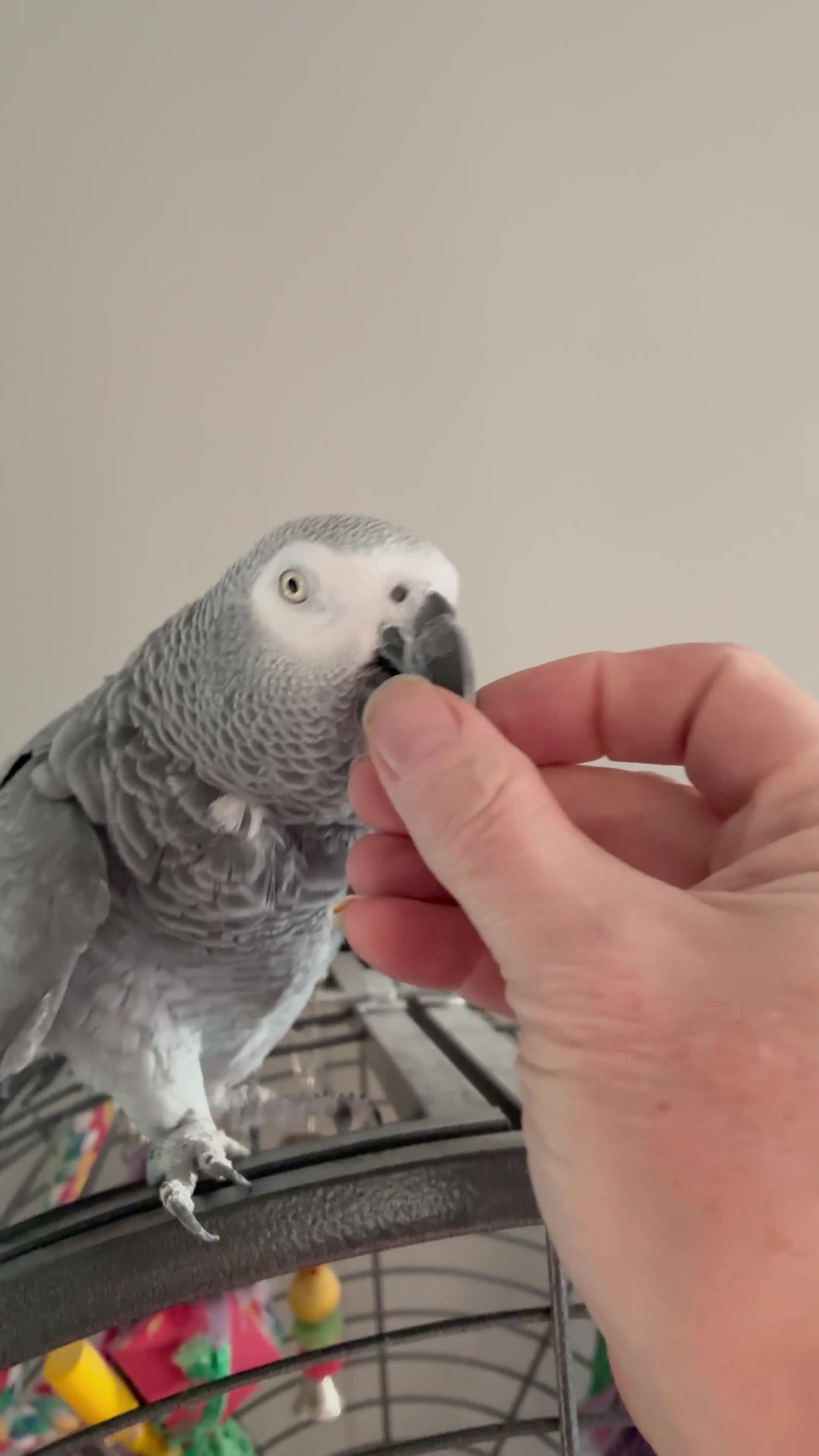 Parrots birds for sale: African Grey Parrot - Video 2