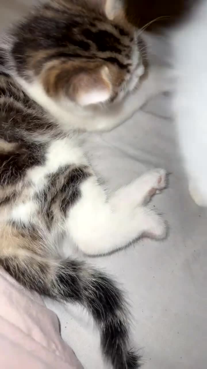 Siberian cats for sale: 1 female kitten  - Video 1