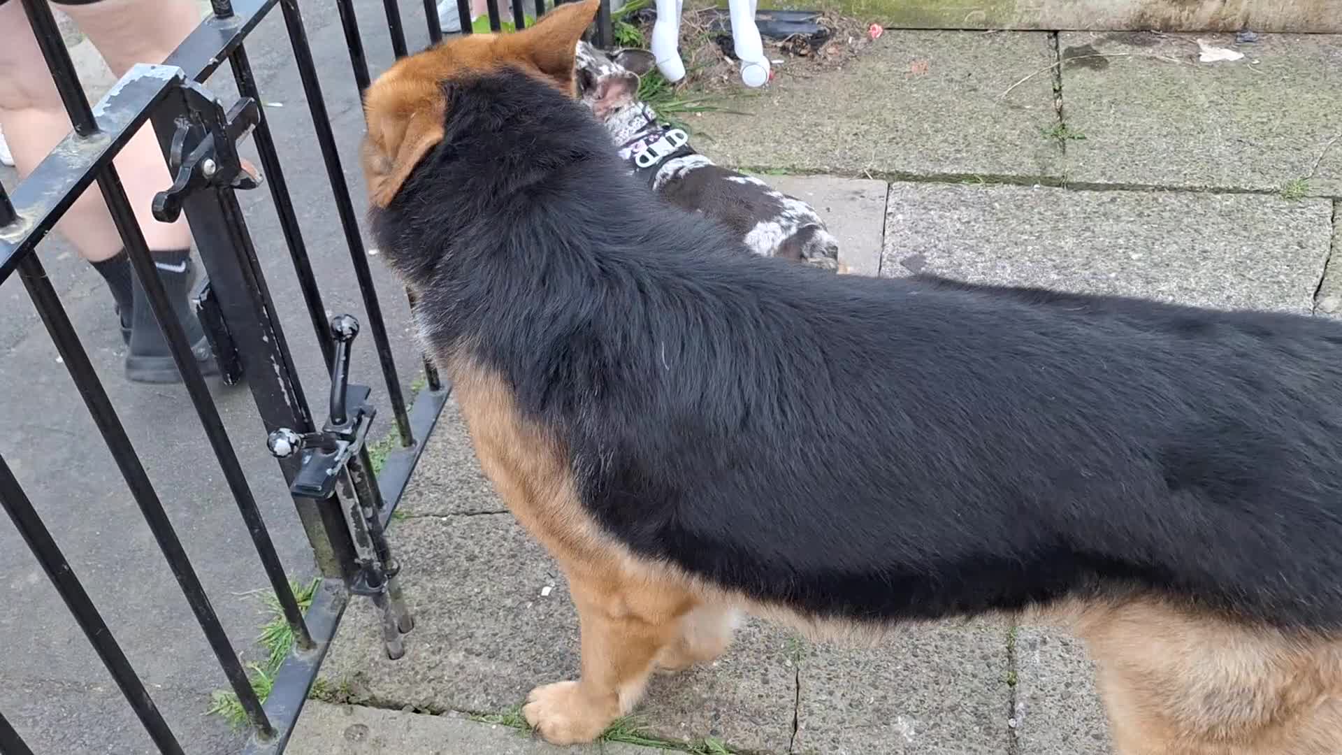 German Shepherd dogs for sale: 2 yr old male German shepherd  - Video 2
