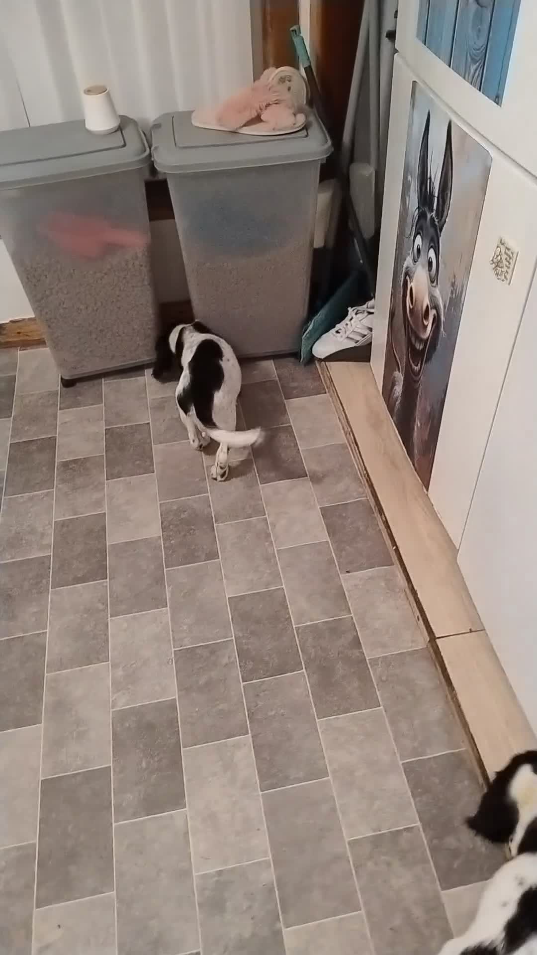 English Springer Spaniel dogs for sale: 1 Springer Spaniel Puppies Black White Ready to Go - Video 2